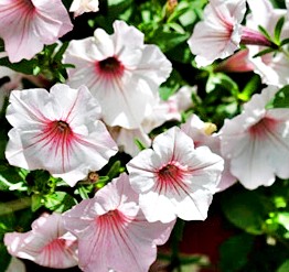 balkonsko cvijeće: Petunija - petunia