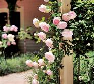 uređenje vrta: ruže penjačice