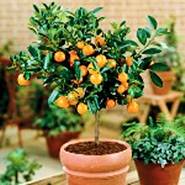 agrumi-mandarina uzgoj u tegli