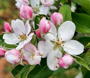 eko uzgoj: jabuke, sadnja sadnice jabuke u vrtu
