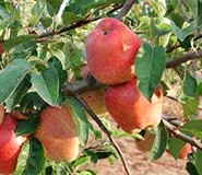 eko uzgoj: jabuka