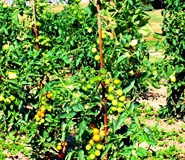 eko uzgoj: rajčice, sadnja rajčica u vrtu